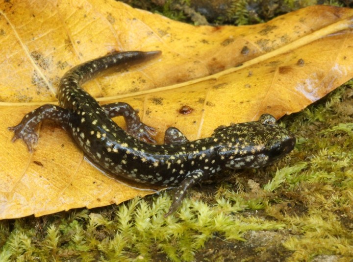Slimy Salamander